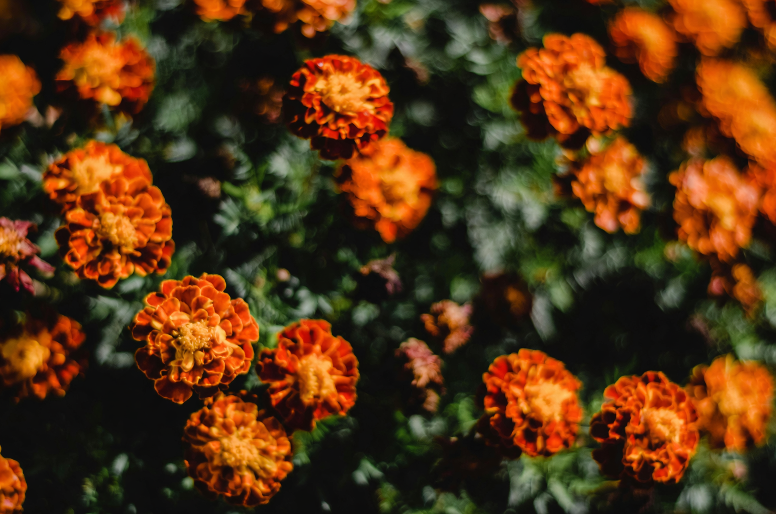 marigolds in a garden bed