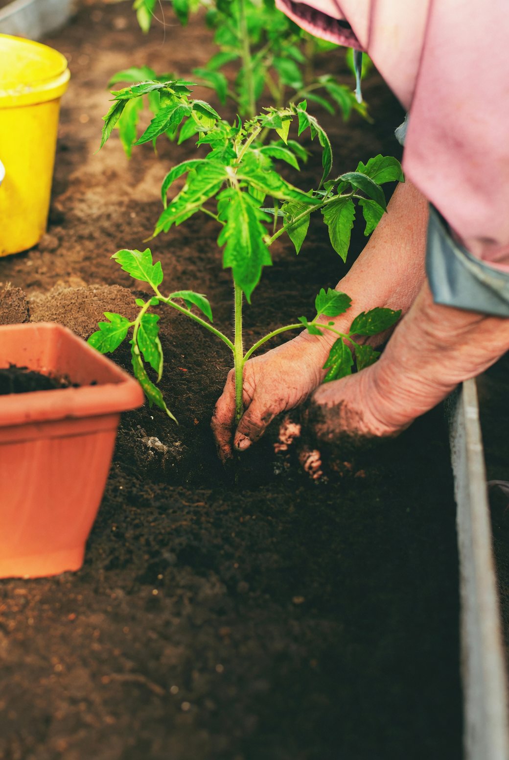 raised garden beds with vegetables