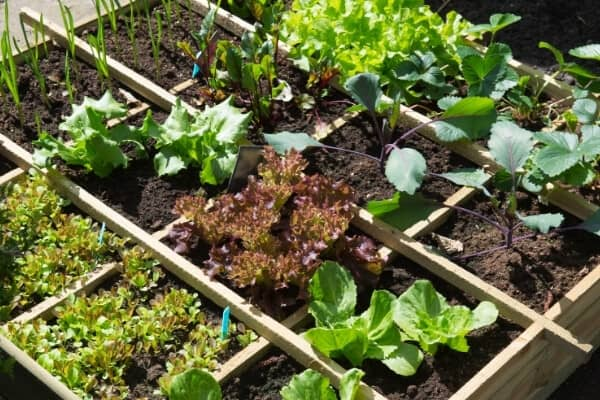 spaced out garden plants for airflow