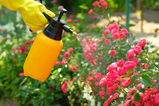 plant misting spray bottle