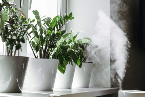 humidifier near indoor plants