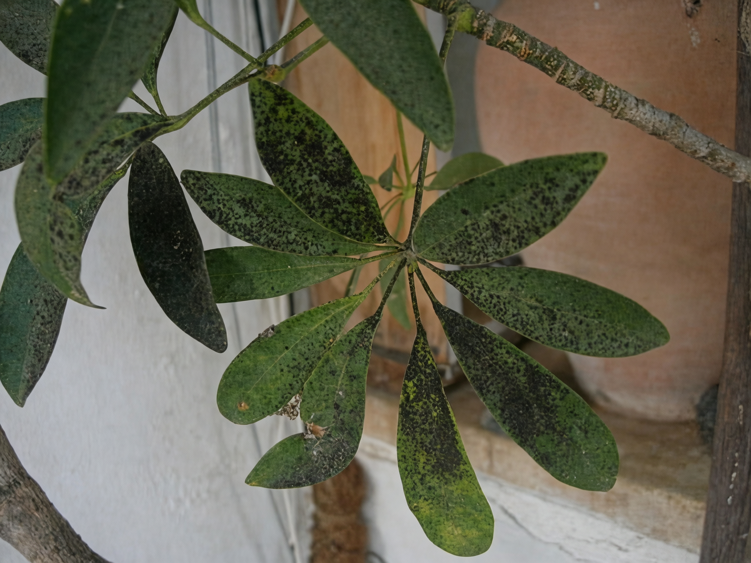 Keep Your Indoor Jungle Mold-Free: Light and Humidity Tips for the Rainy Season