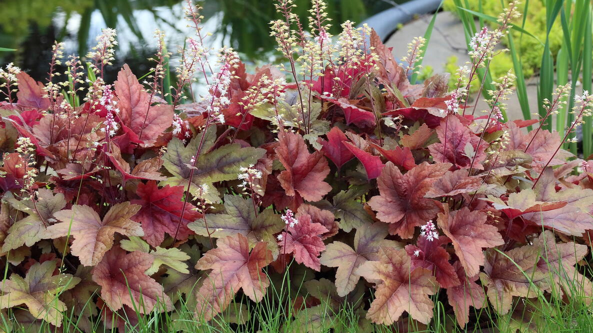 Quirky Coral Bells: Fun Facts and Surprising Traits You Didn’t Know