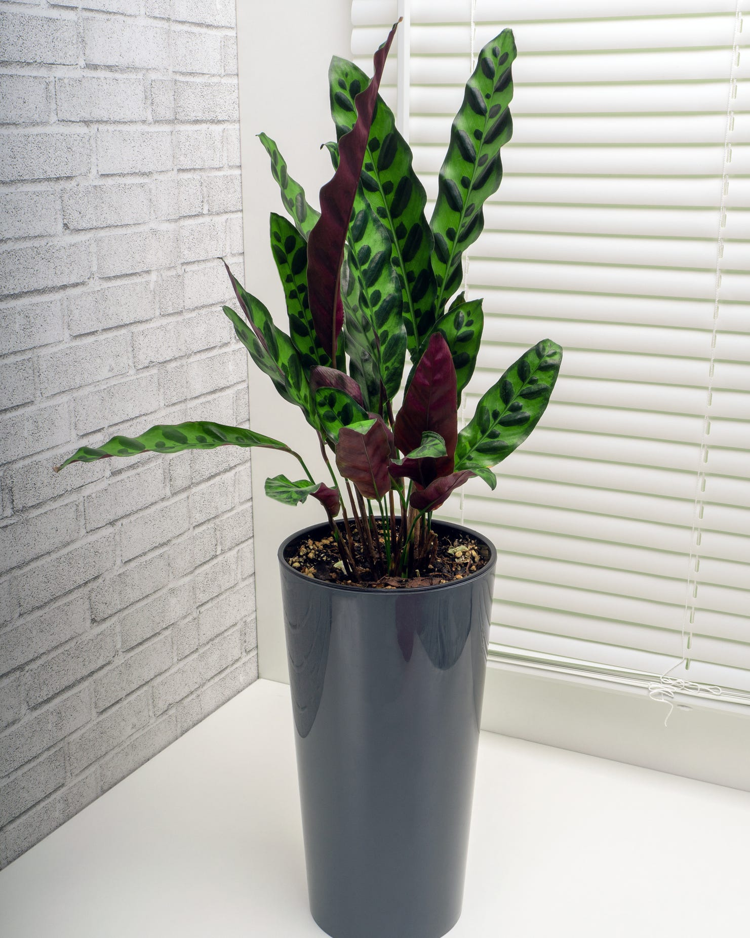 indoor plants with sunlight