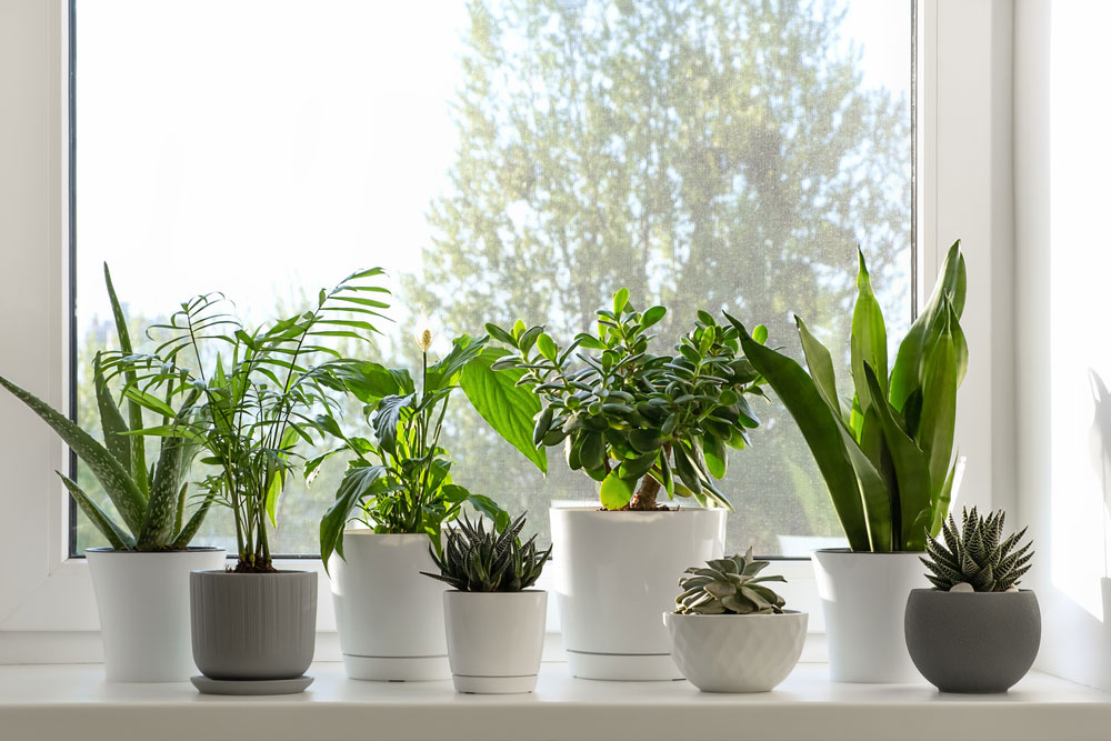 Sunlight Savvy: How to Measure Sunlight Intensity for Your Houseplants