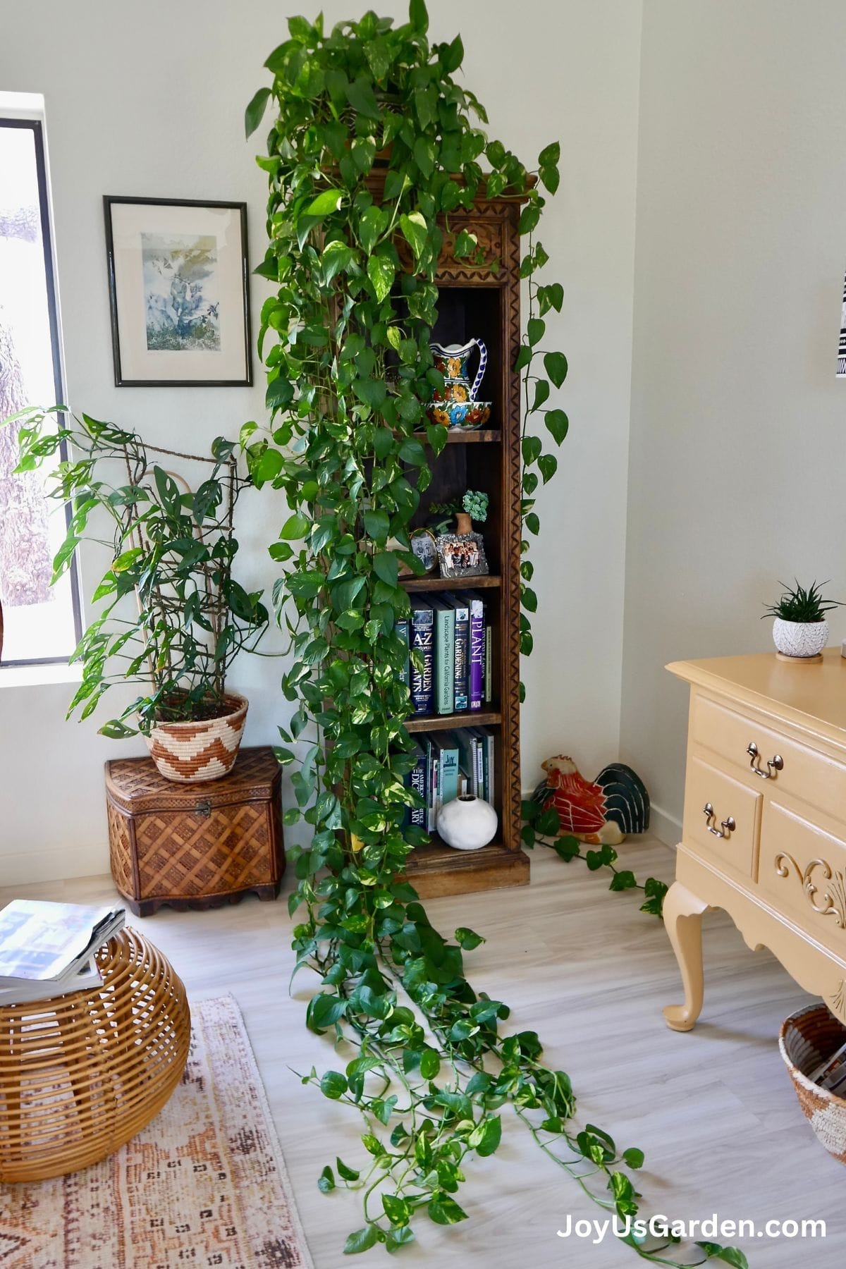 pothos low light room