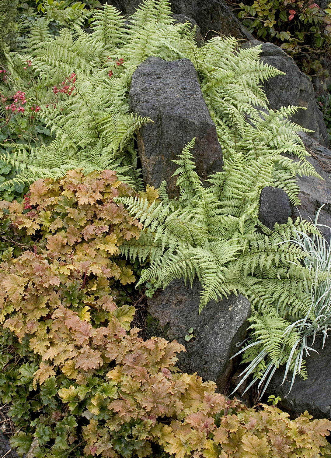 coral bells in rock garden