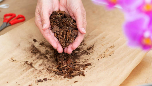 orchid potting soil close-up