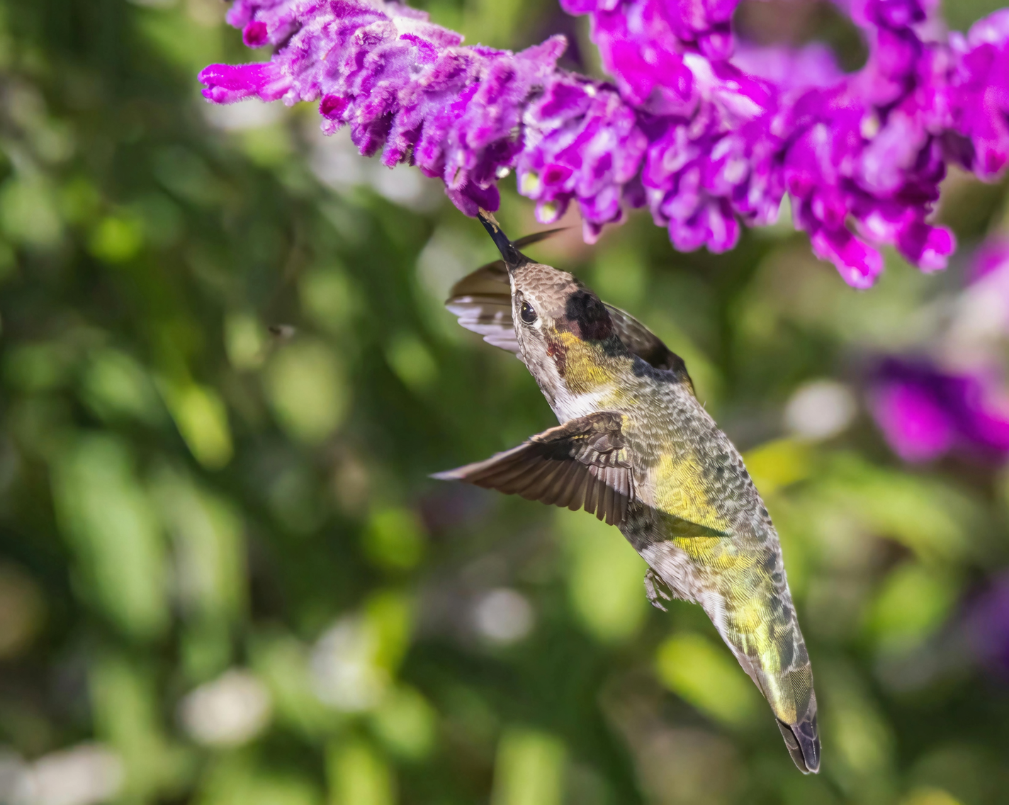 coral bells flowers with hummingbird