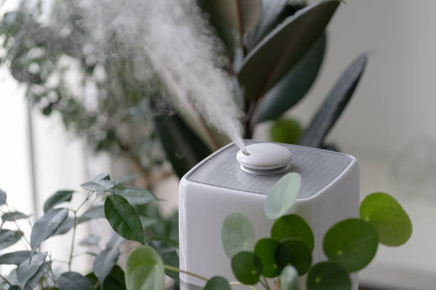 humidifier near houseplants