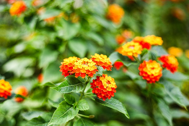 Lantana’s Light Show: Mastering the Art of Year-Round Bloom Care