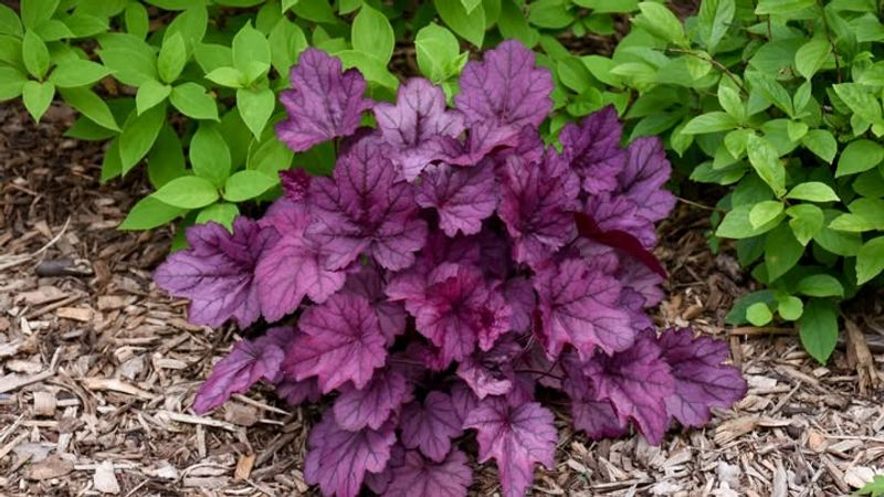 coral bells in shaded garden