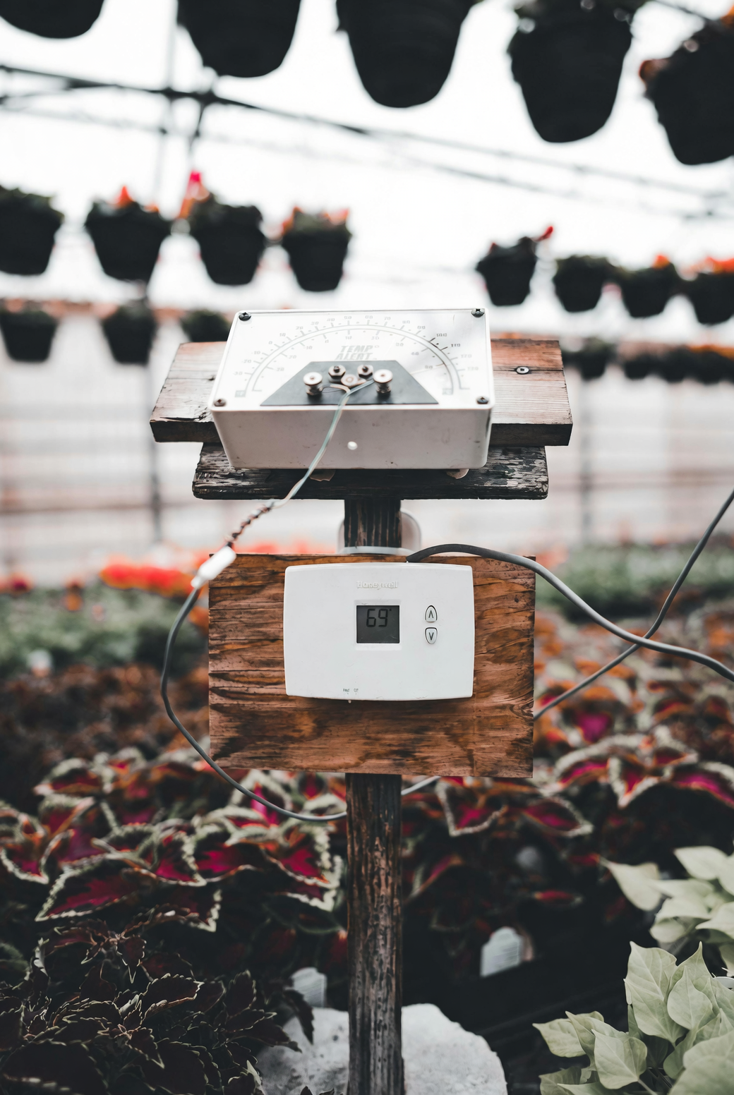 indoor plants temperature control