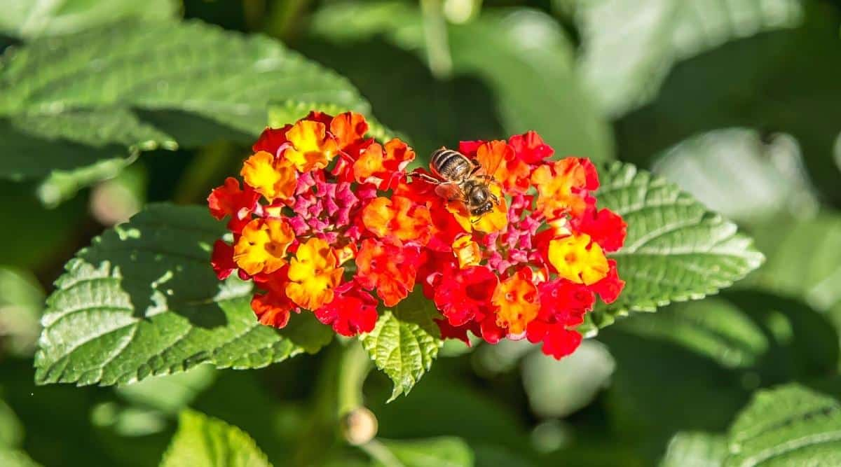 lantana in full sun garden