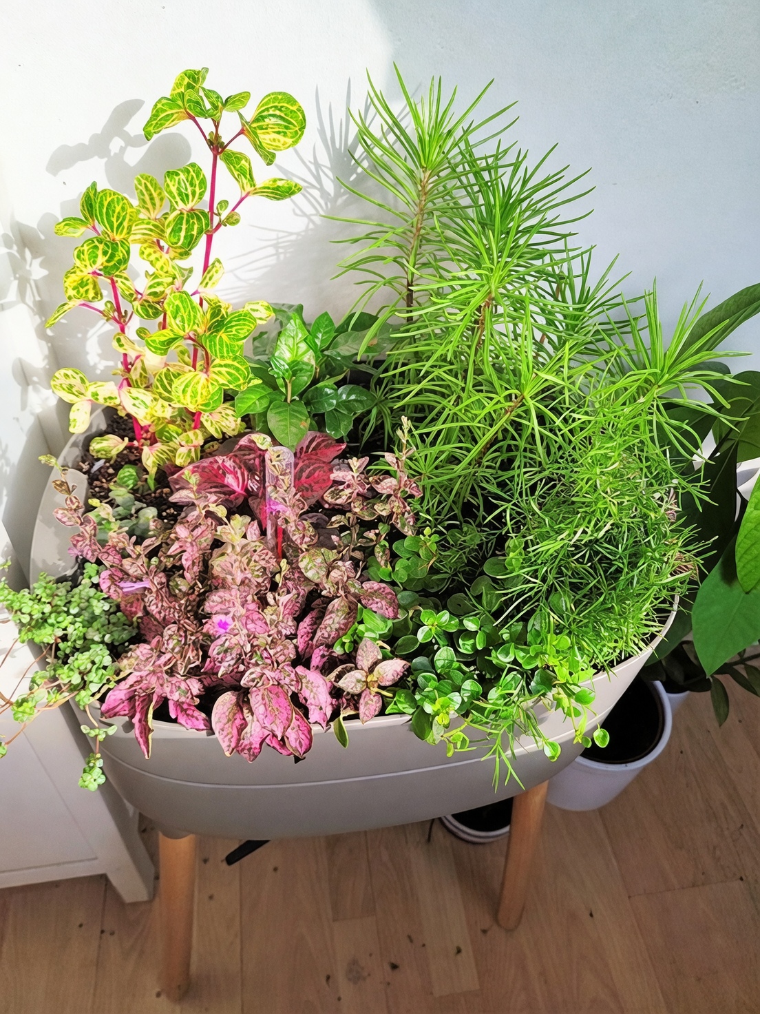 indoor plant light exposure