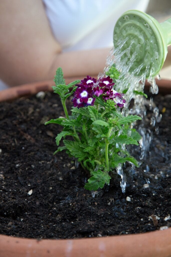 lantana watering soil