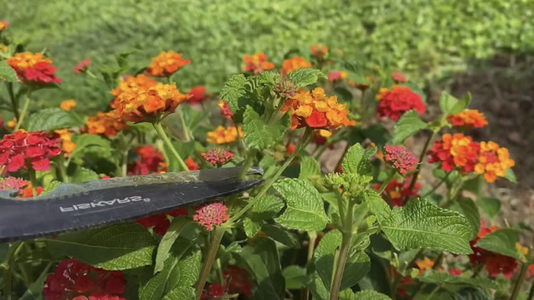 lantana pruning shears