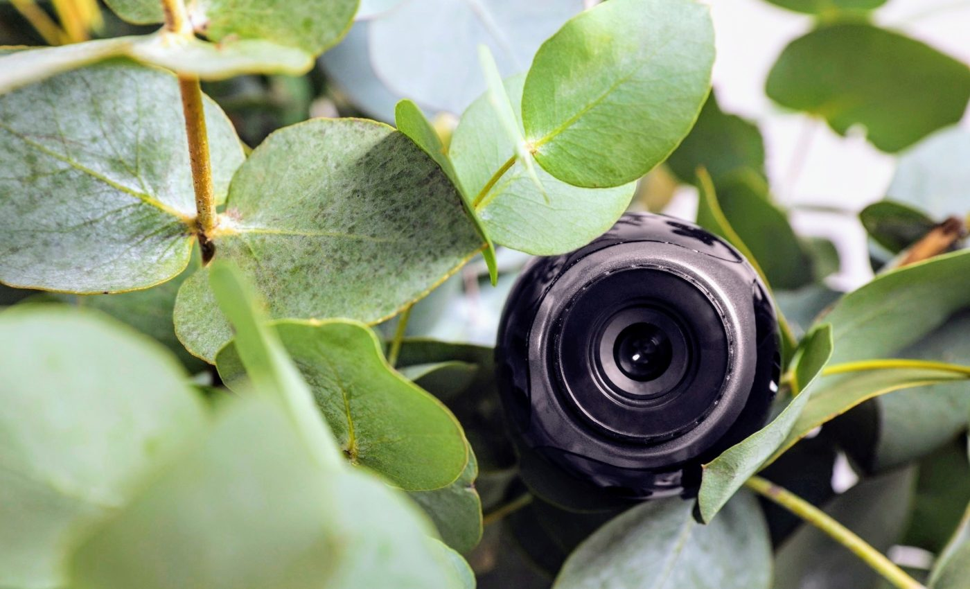 camera monitoring plants growth