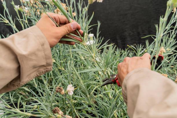 pruning shears cutting plant