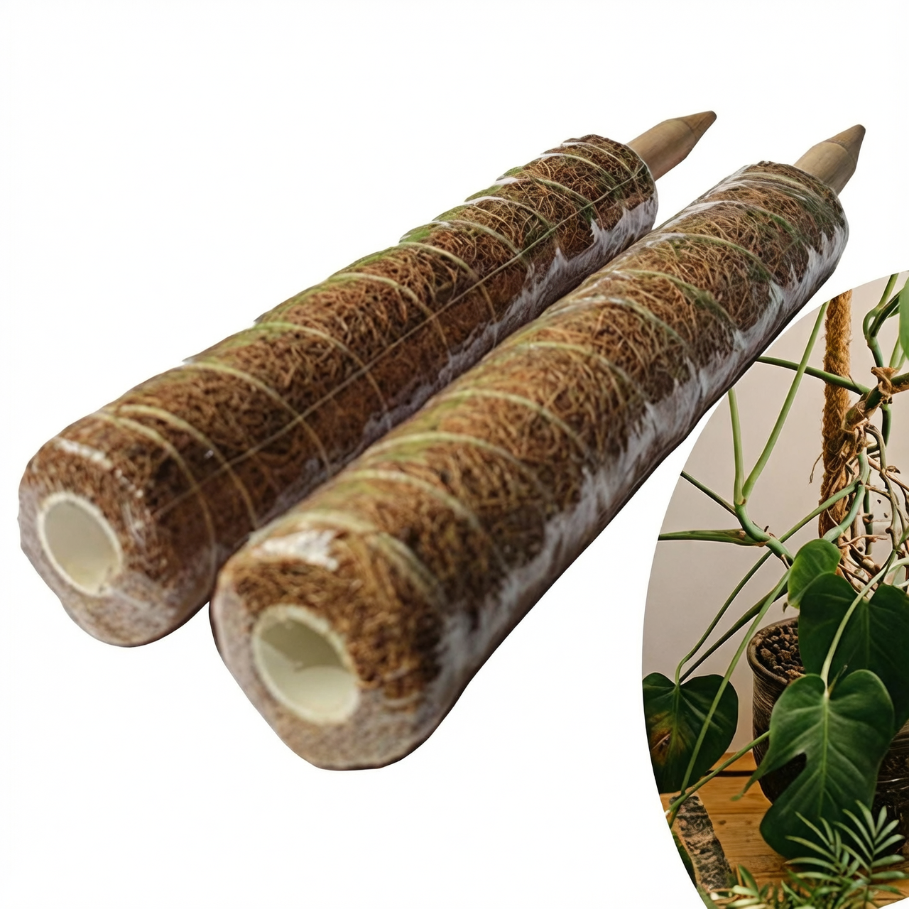 moss pole supporting climbing plant