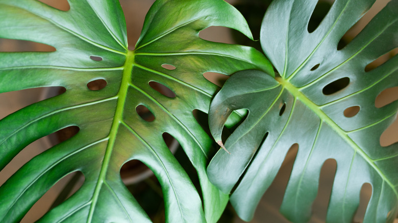 Troubleshooting Monstera: How to Handle Pests and Common Problems
