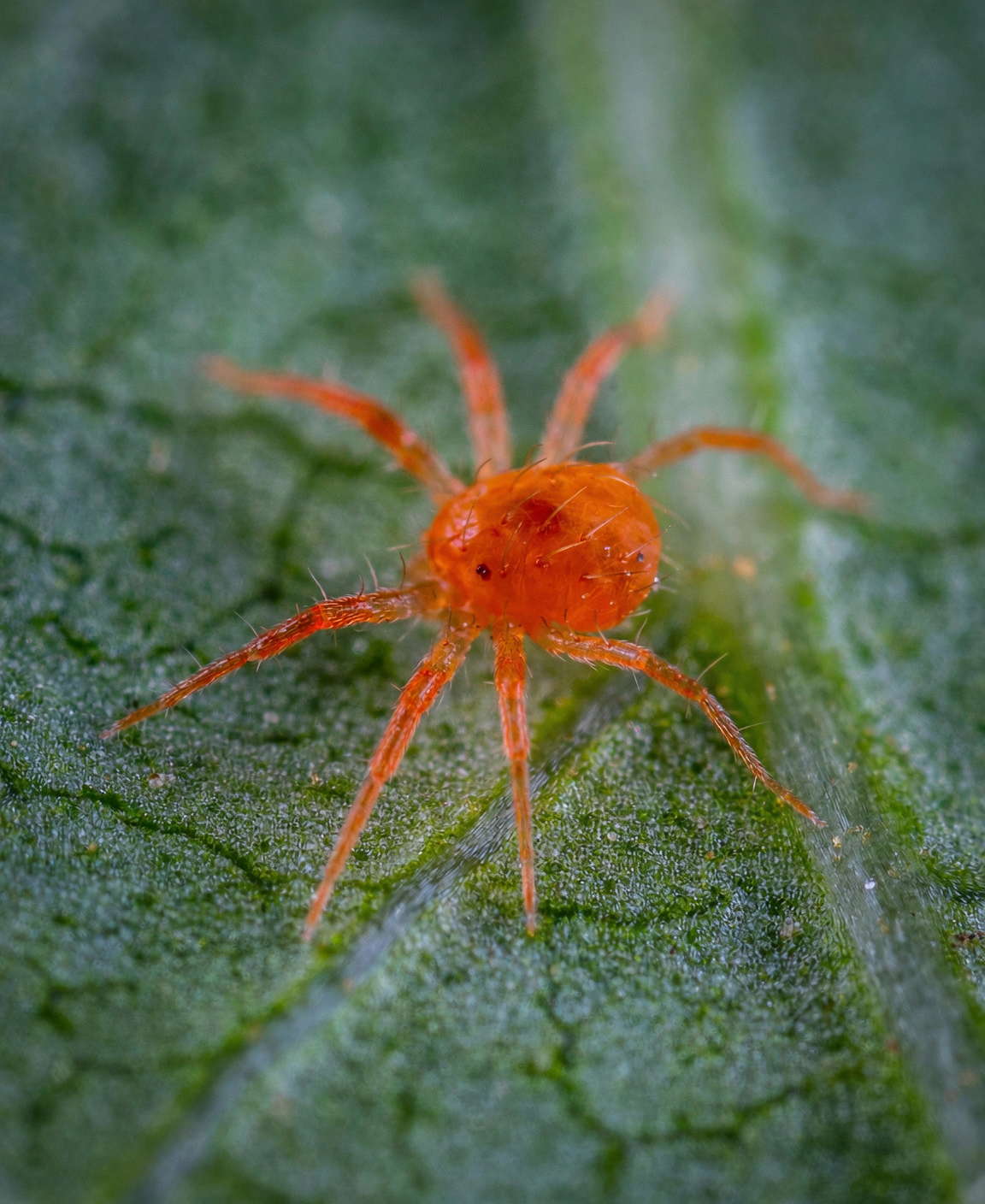 spider mites on monstera leaf