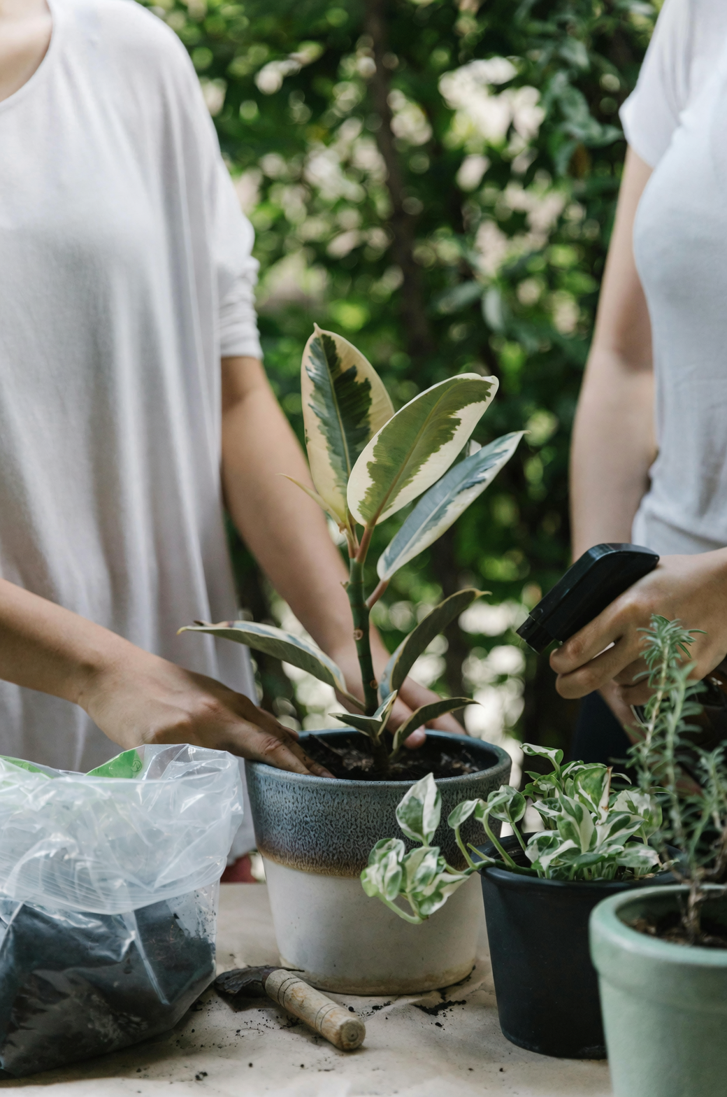 monstera plant care routine