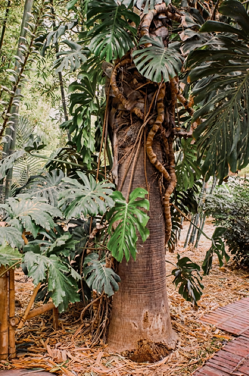 From the Jungle to Your Living Room: The Fascinating History of Monstera deliciosa