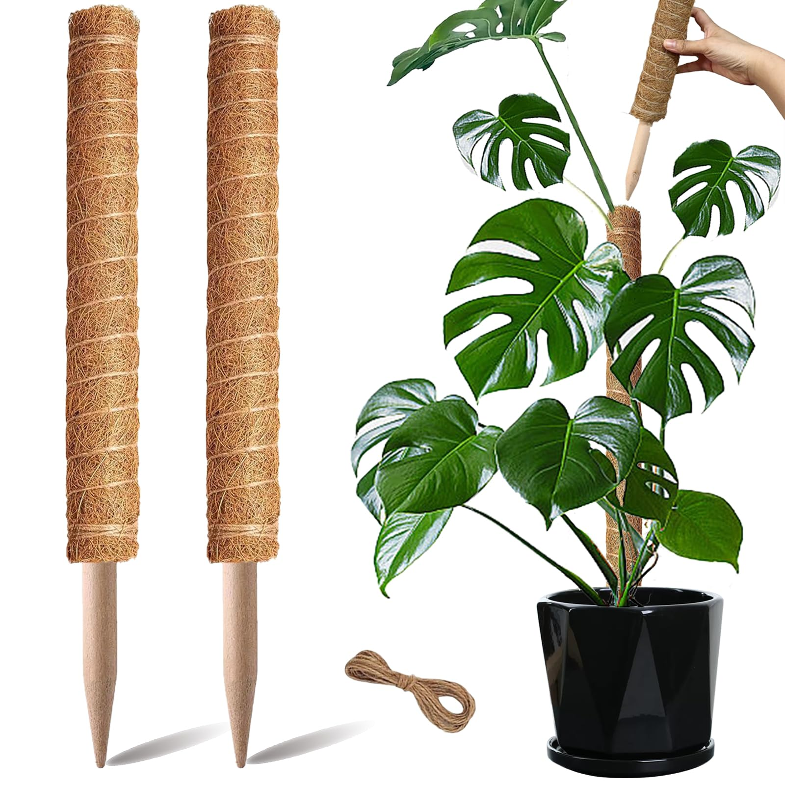 monstera indoors moss pole