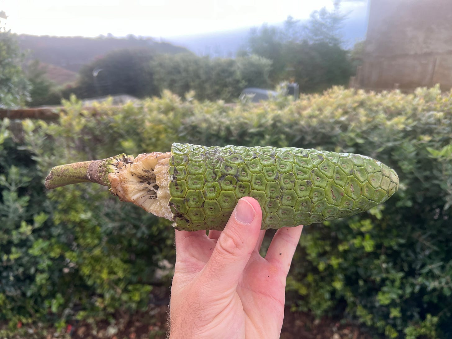 monstera fruit ripe close-up