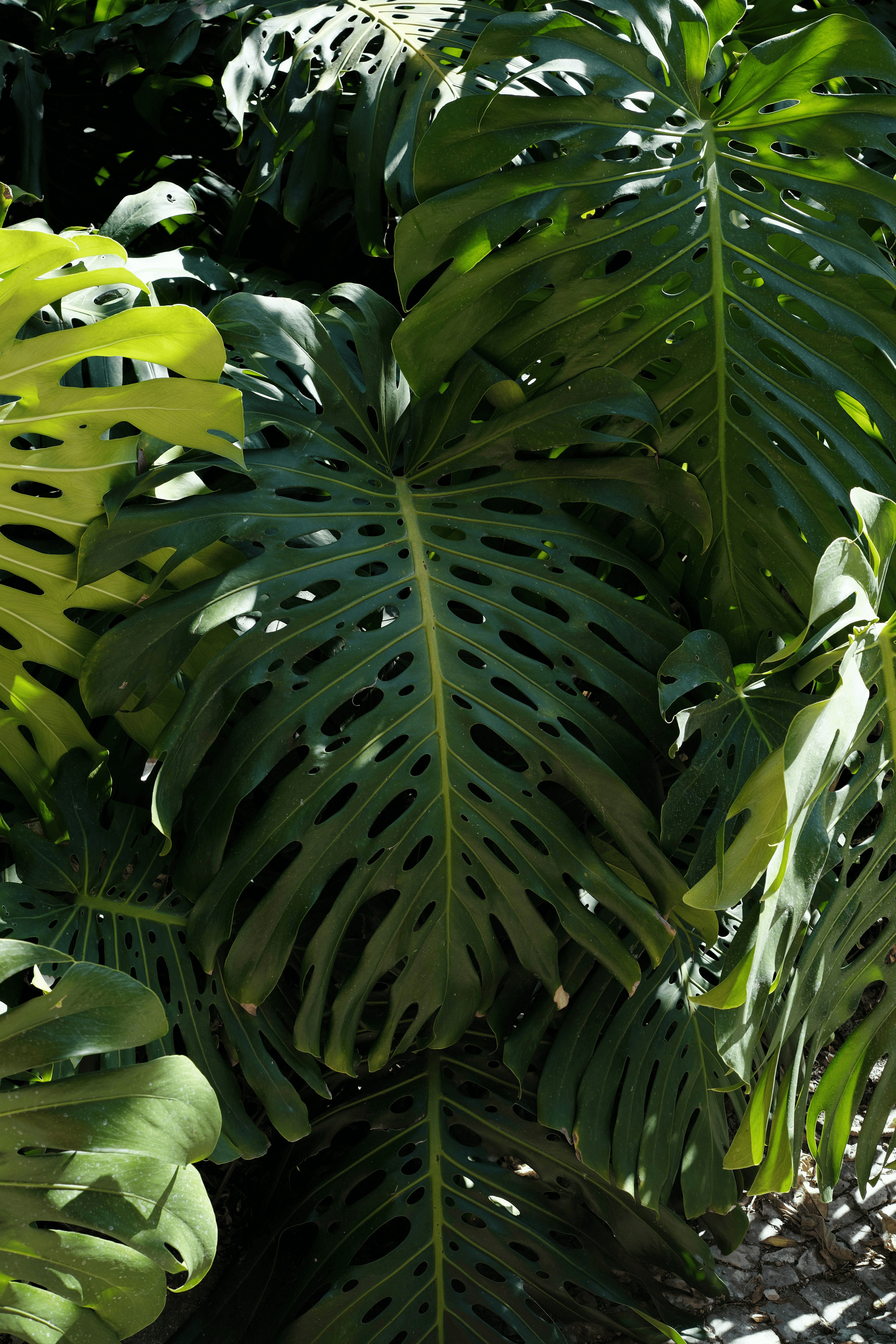 Why Do Monstera Leaves Have Holes? Unraveling Nature’s Quirky Designs