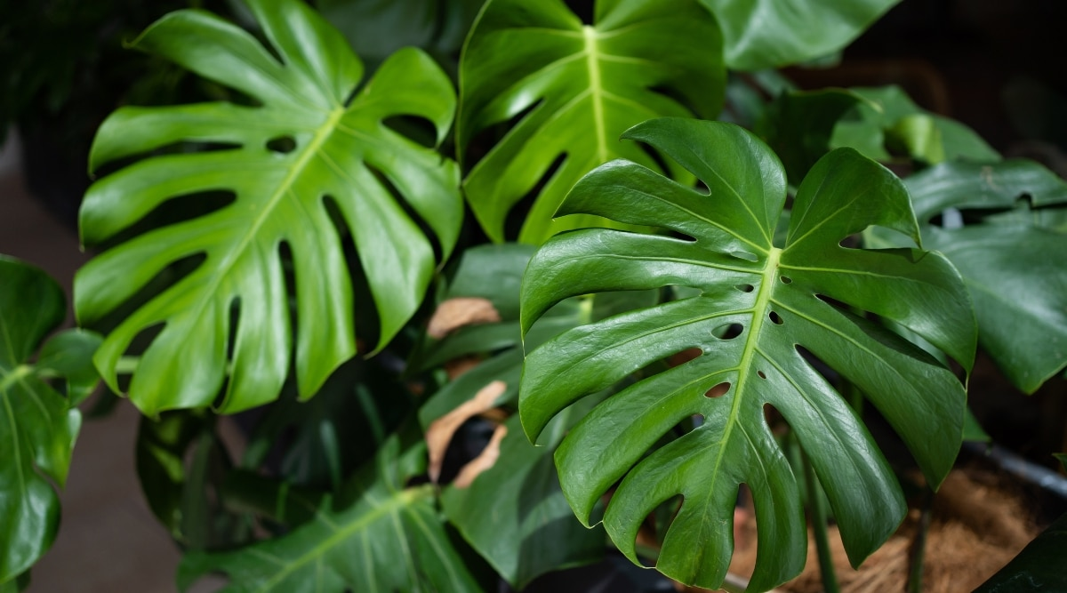 monstera leaf close-up holes