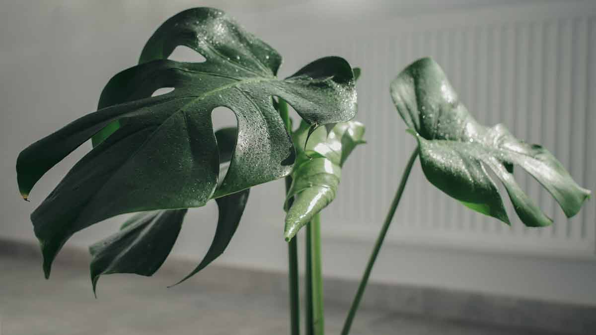 monstera leaf fenestration stages