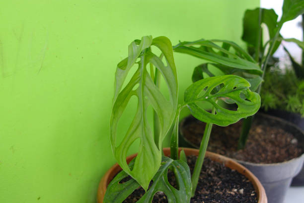 monstera indoor care setup