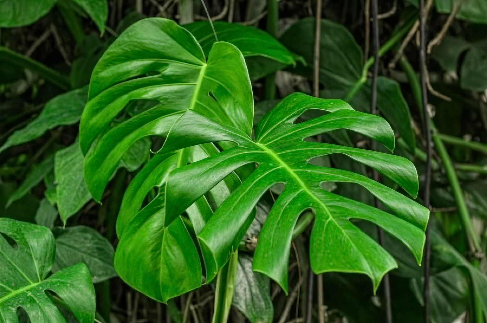 The Cultural Significance of Monstera: More Than Just a Pretty Plant
