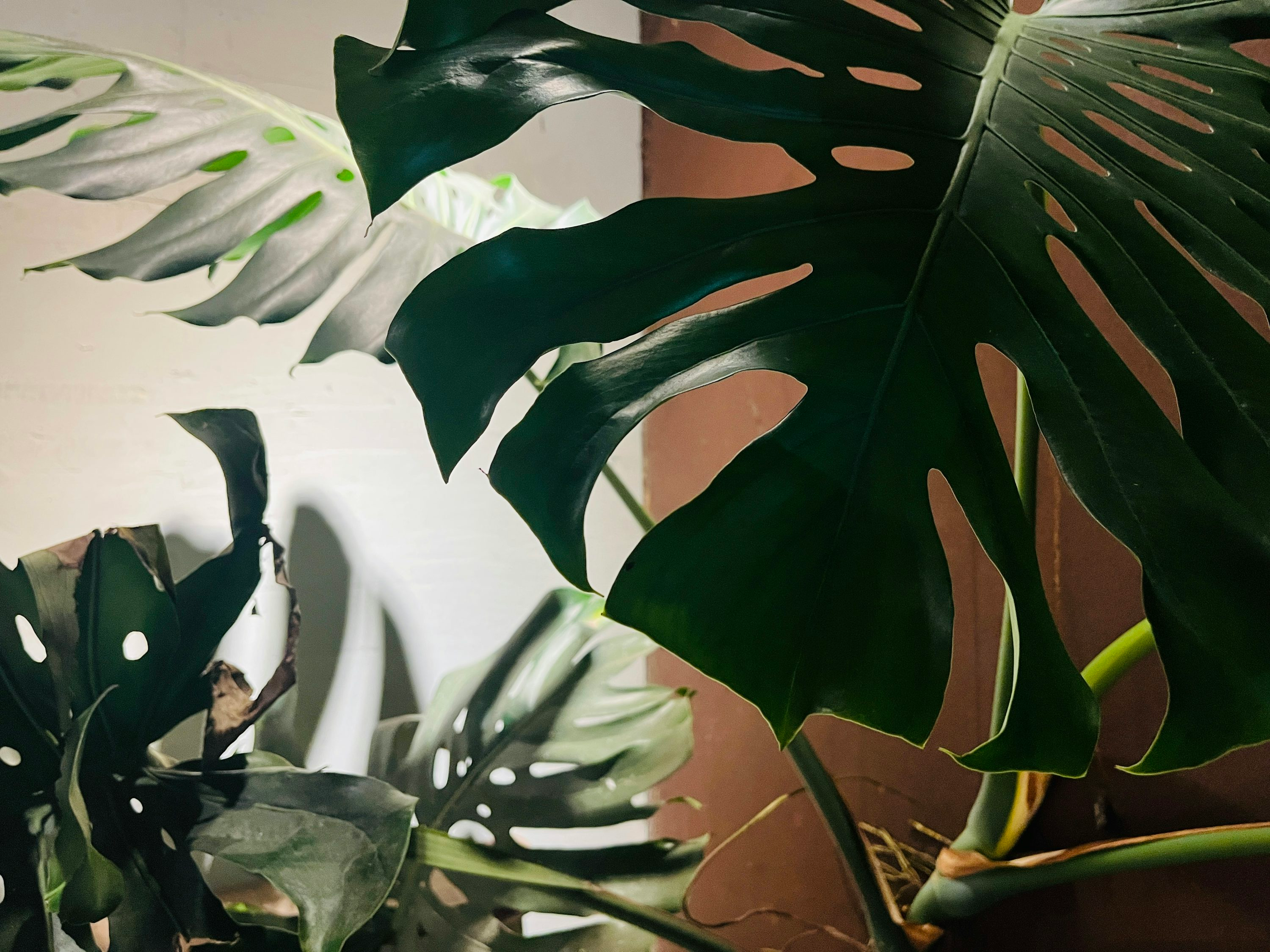 Styling with Monstera: How to Use This Plant to Transform Your Space