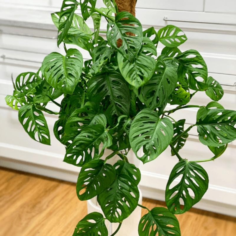Monstera in home office