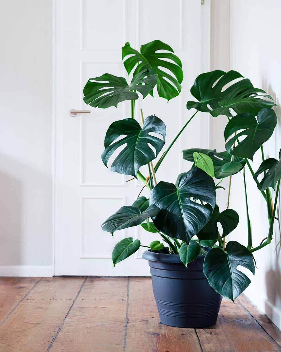 Propagation Masterclass: How to Multiply Your Swiss Cheese Plant