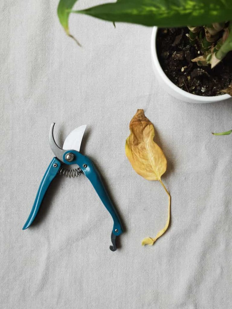 Monstera pruning shears close-up