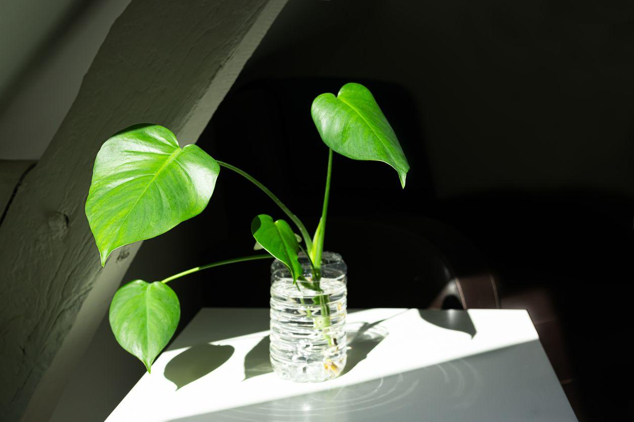 Monstera cutting in water jar