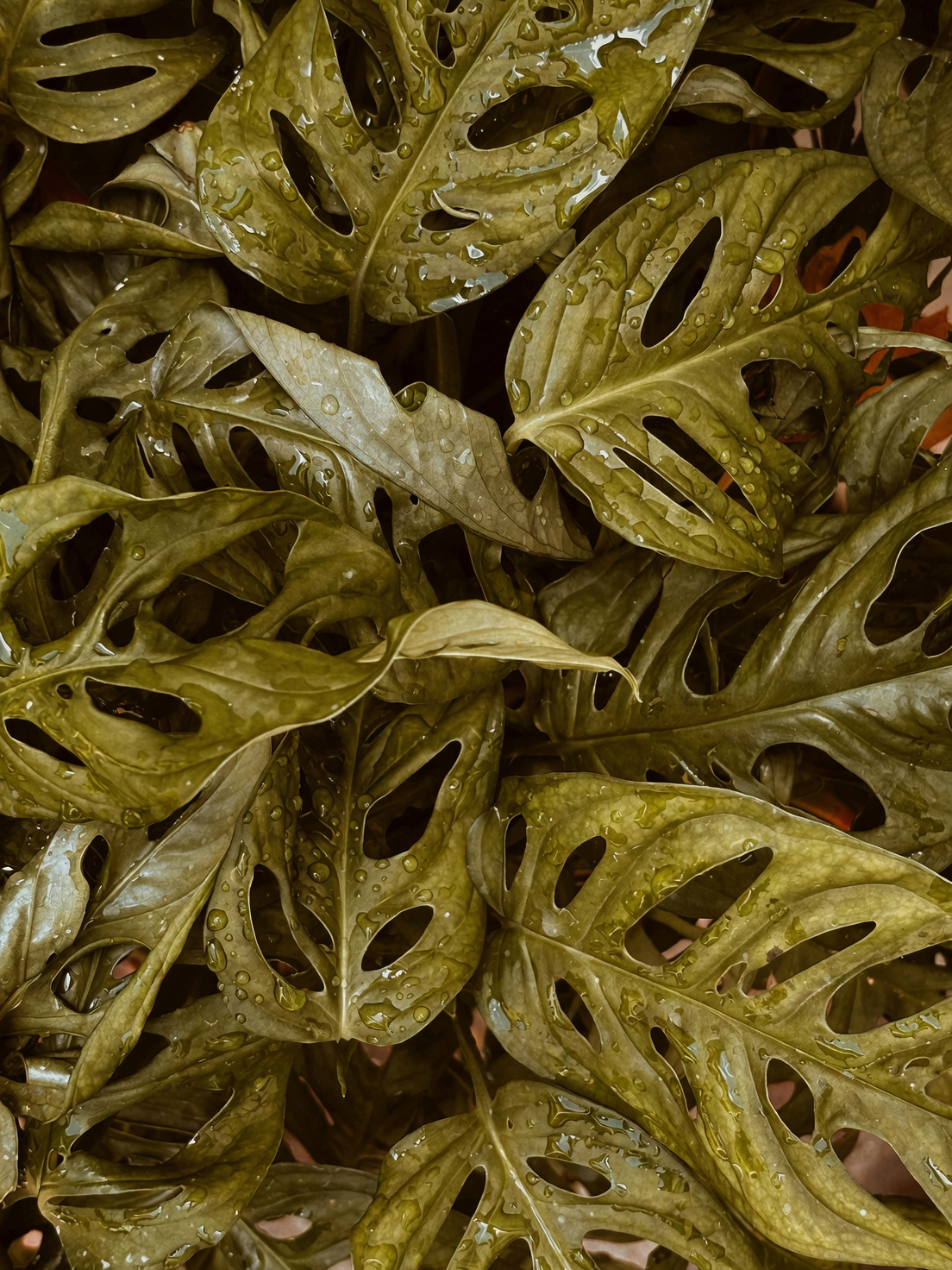 Monstera air layering moss wrap