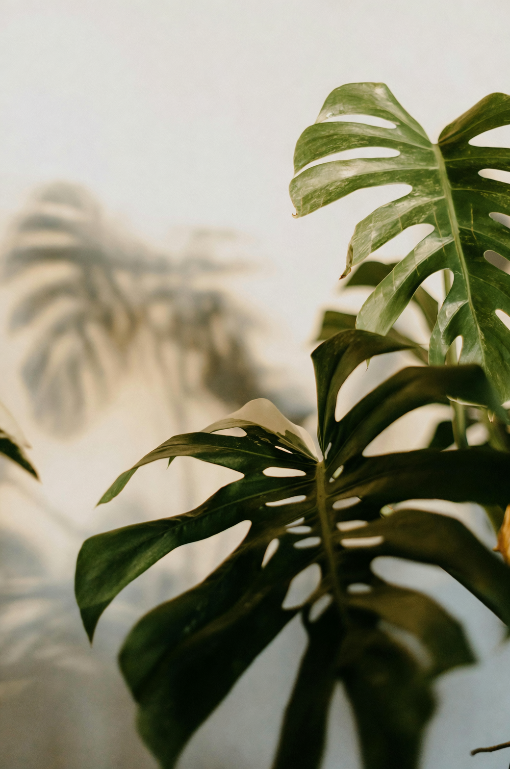 Companion Planting with Monstera: Creating a Thriving Indoor Jungle