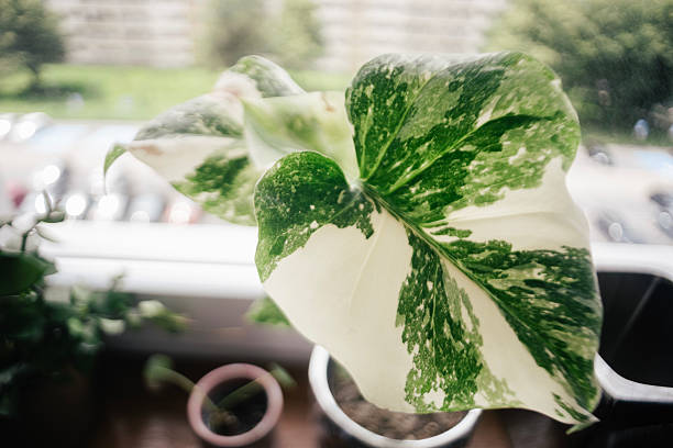 philodendron monstera indoor