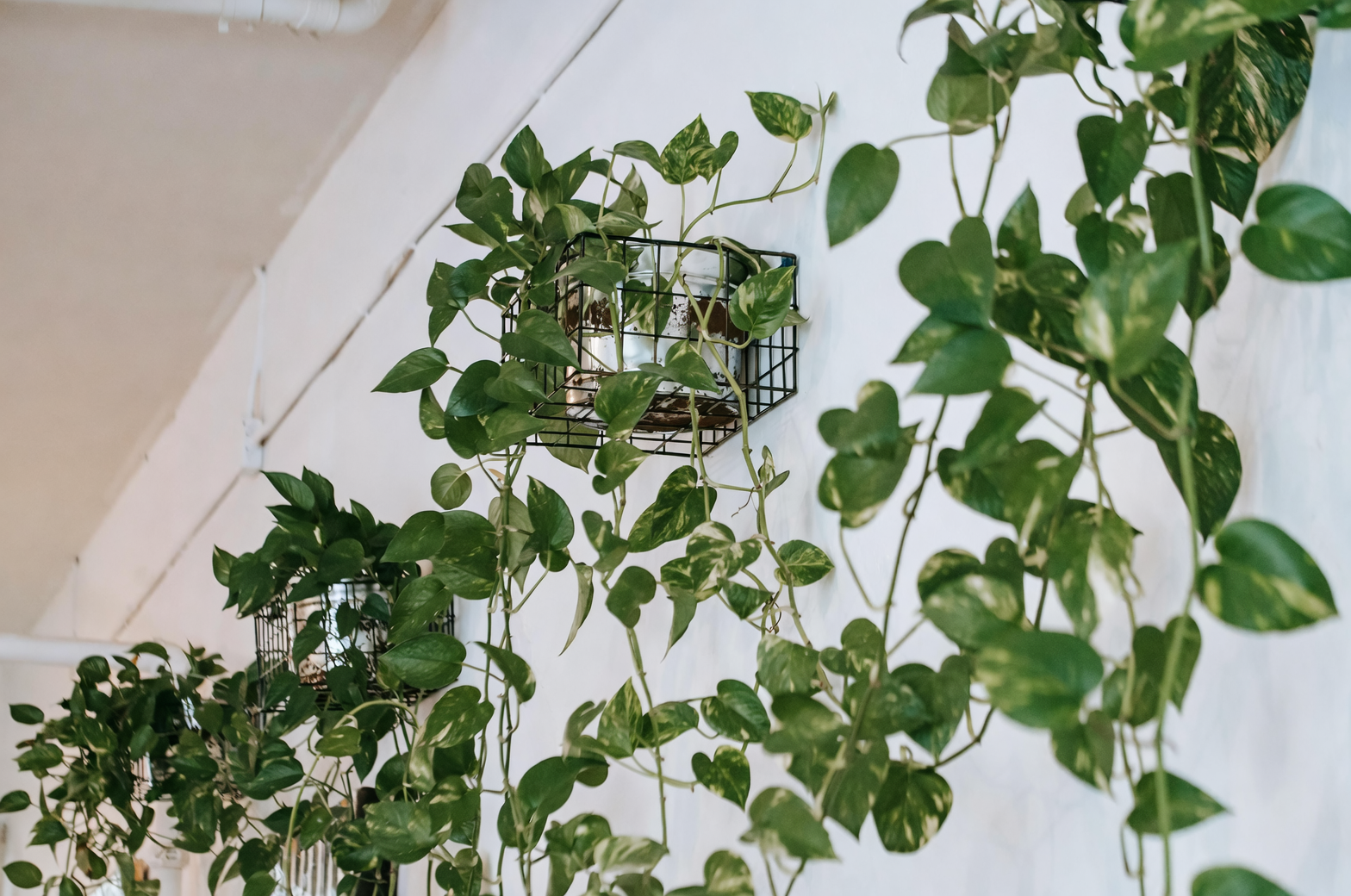 pothos trailing vines indoor