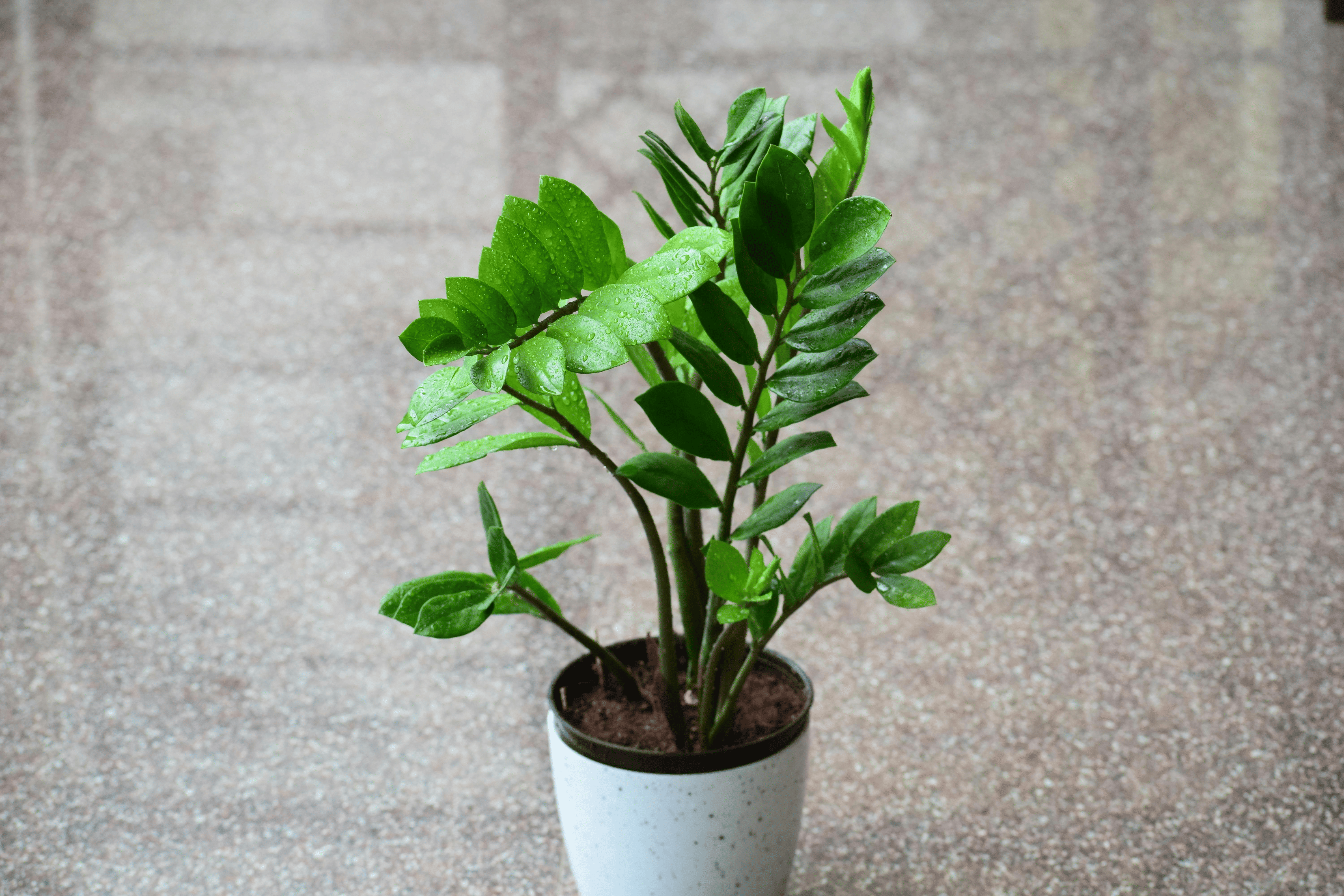 zz plant monstera indoor