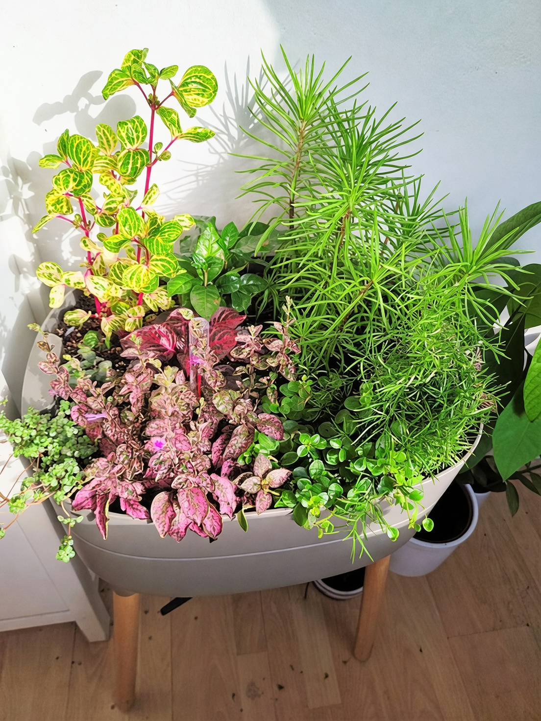 indoor plant variety ecosystem