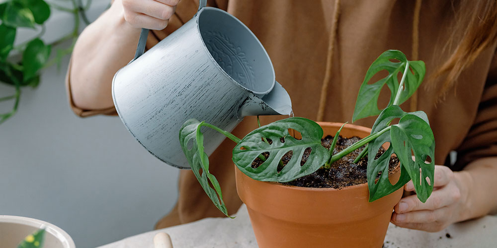 watering monstera plant indoors