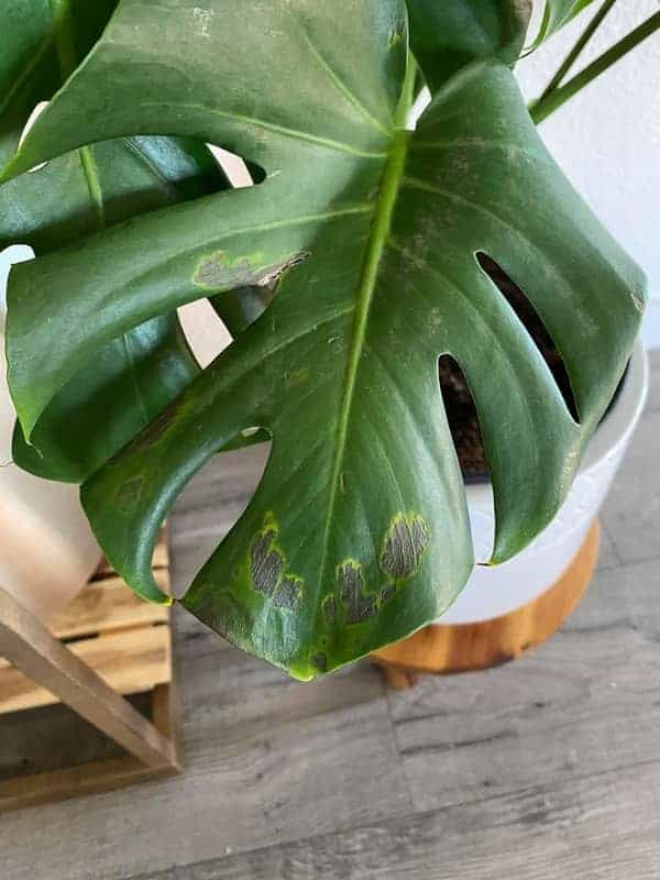 monstera leaf spot disease