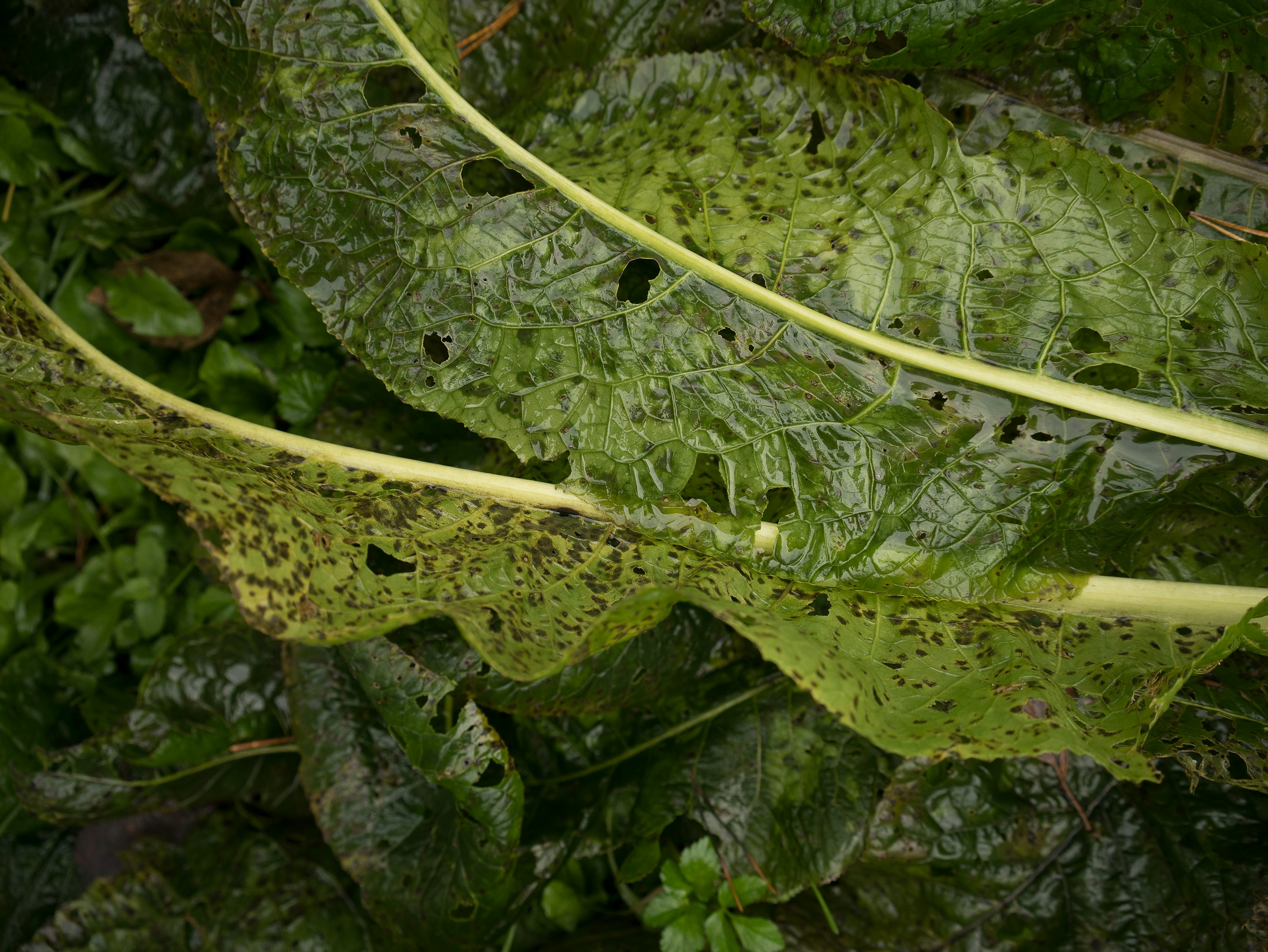 monstera gray mold disease