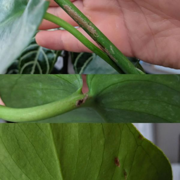monstera scale insect infestation
